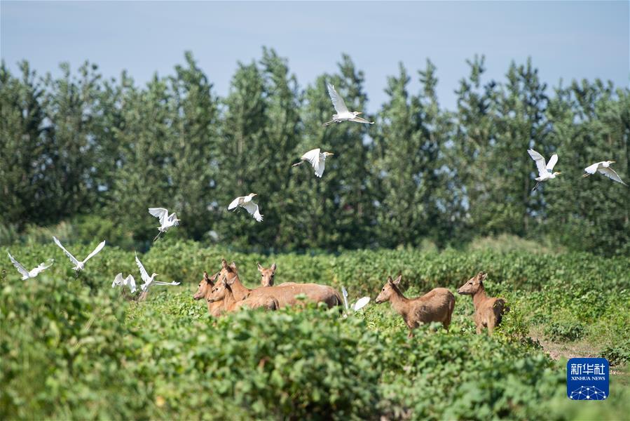 （新華全媒頭條·聚焦生物多樣性大會(huì)·圖文互動(dòng)）（9）攜手同行，開(kāi)啟人類高質(zhì)量發(fā)展新征程——習(xí)近平主席在《生物多樣性公約》第十五次締約方大會(huì)領(lǐng)導(dǎo)人峰會(huì)上的主旨講話解讀